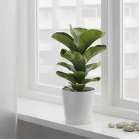 Fiddle Leaf Fig Mini