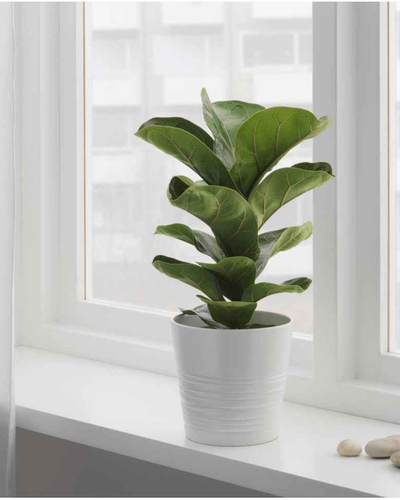 Fiddle Leaf Mini