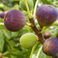 Fig Tree – Ficus Carica