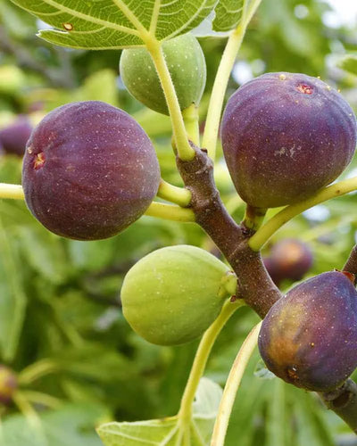 Fig Tree – Ficus Carica