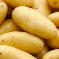 Potato