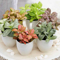 Fittonia
