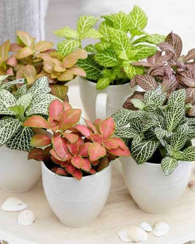 Fittonia