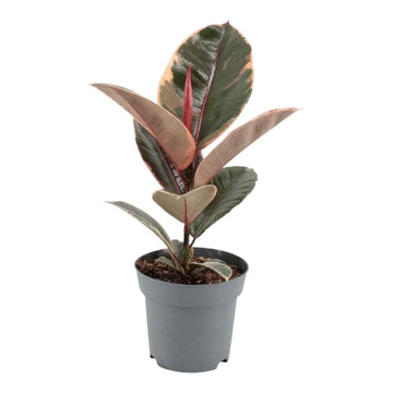 Ficus Elastica Variegated