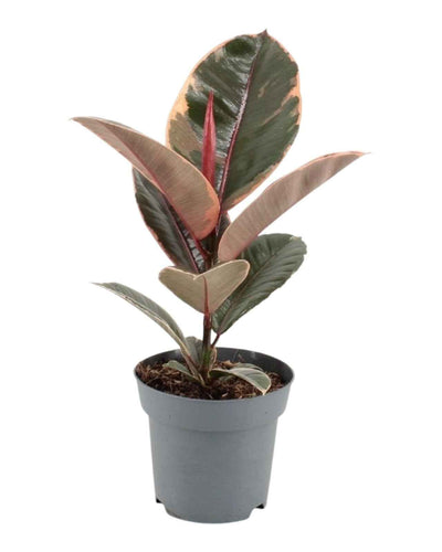 Ficus Elastica Variegated