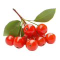 Barbados cherry
