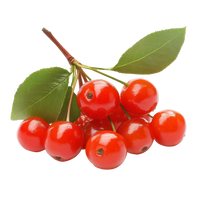 Buy Barbados Cherry Dubai & UAE | Acerola Plant – Souq Garden
