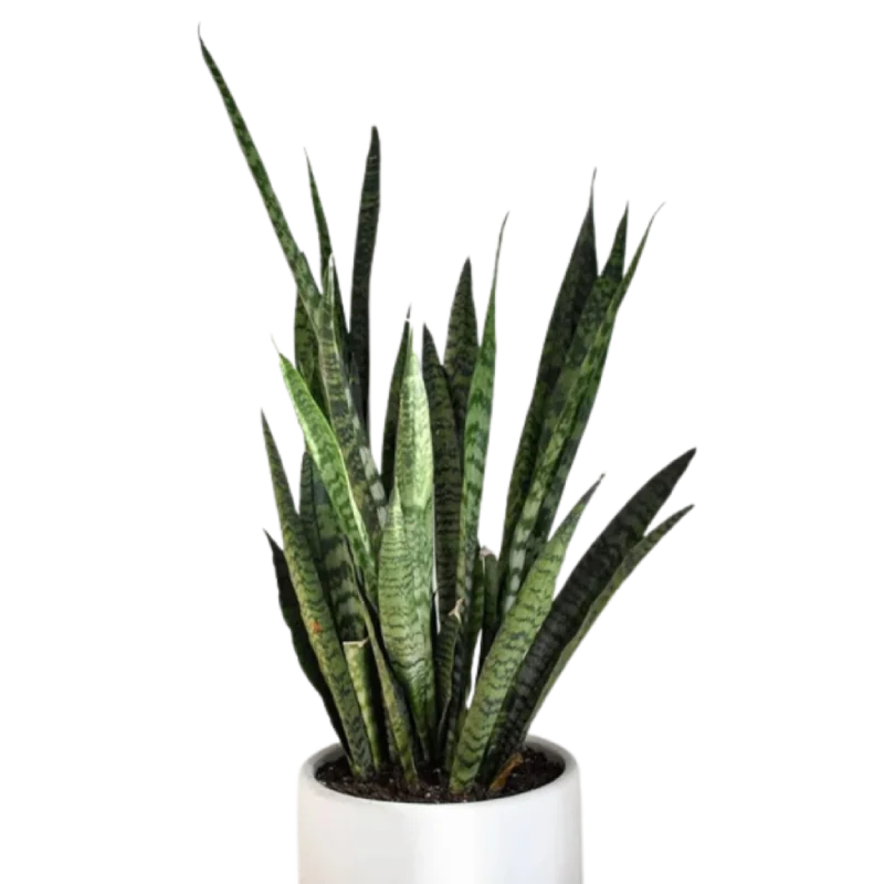 Sansevieria
