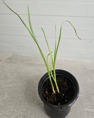 Garlic