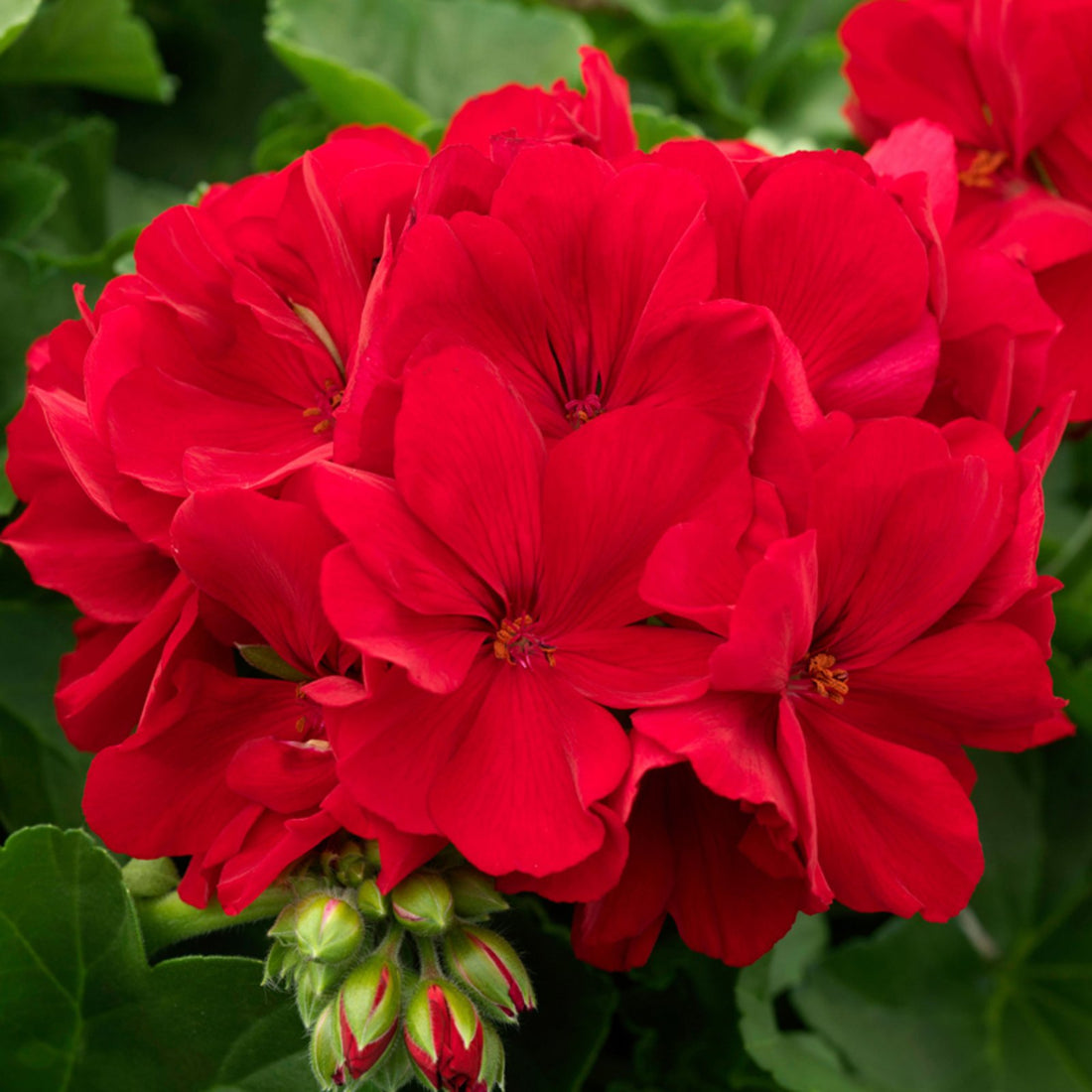 Geranium Red – V15