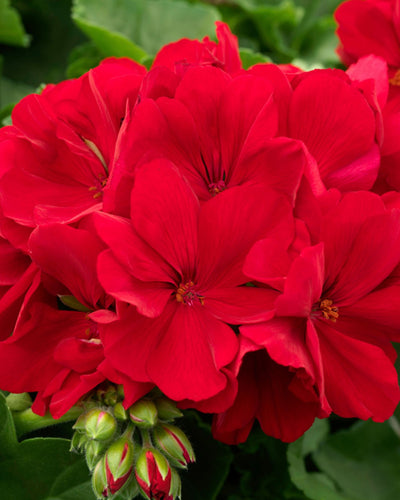 Geranium Red – V15