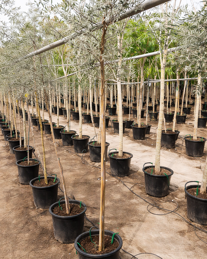 Ghaf Shami trees in nursery rows Dubai UAE buy large Prosopis cineraria outdoor