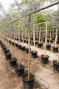 Ghaf Shami trees in nursery rows Dubai UAE buy large Prosopis cineraria outdoor