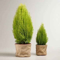 Lemon Cypress Plant