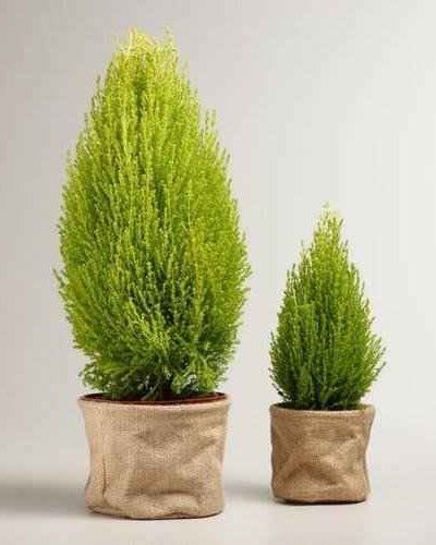 Lemon Cypress