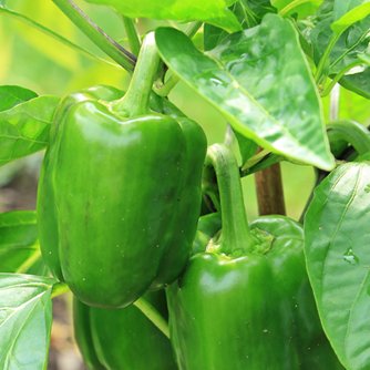 Bell Pepper – Capsicum
