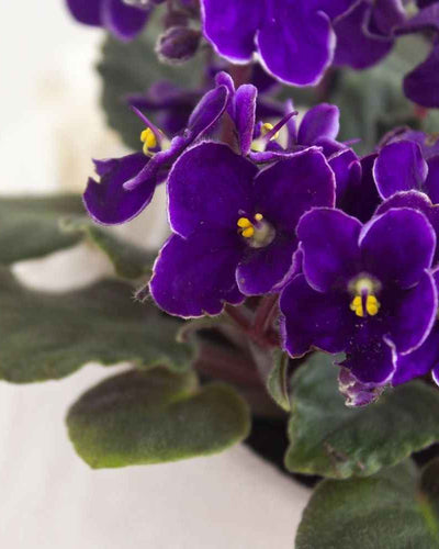 African Violets