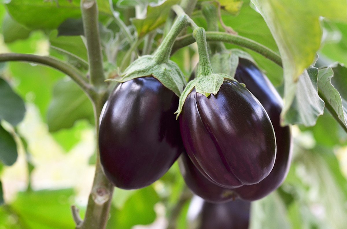 Brinjal –  Eggplant