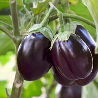 Brinjal –  Eggplant