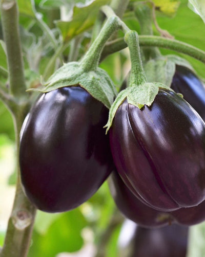 Brinjal –  Eggplant