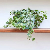 English Ivy Variegated