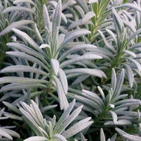 Lavender Herb