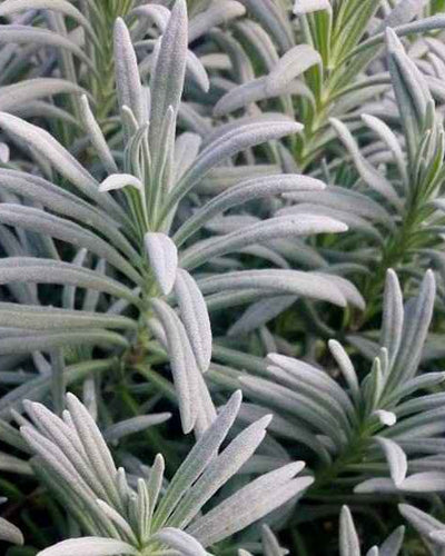 Lavender Herb