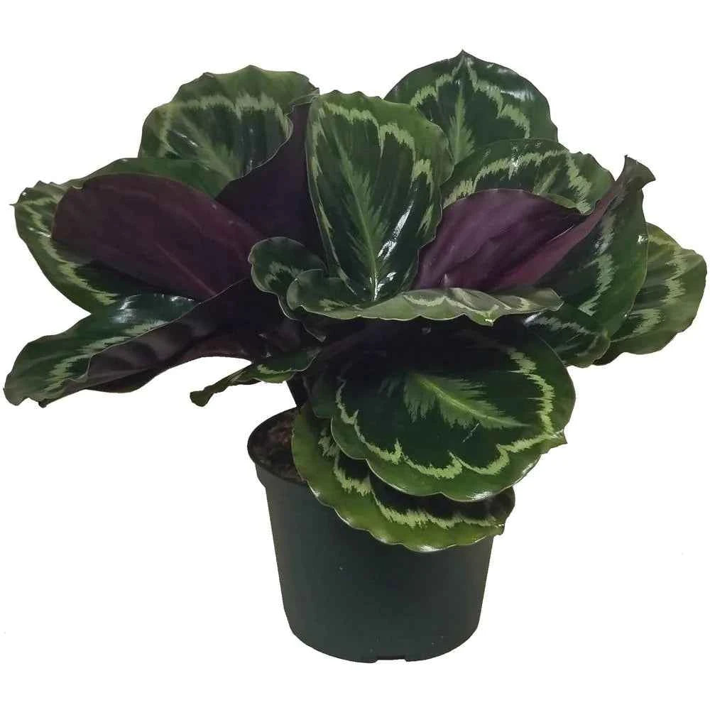 Calathea (Peacock Plant)