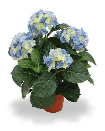 Hydrangea