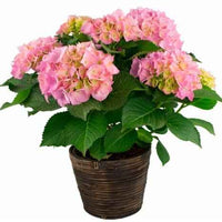 Hydrangea