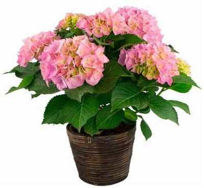 Hydrangea