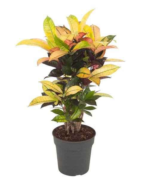 Croton ‘Mrs. Iceton’