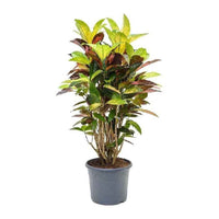 Croton Mrs. Iceton