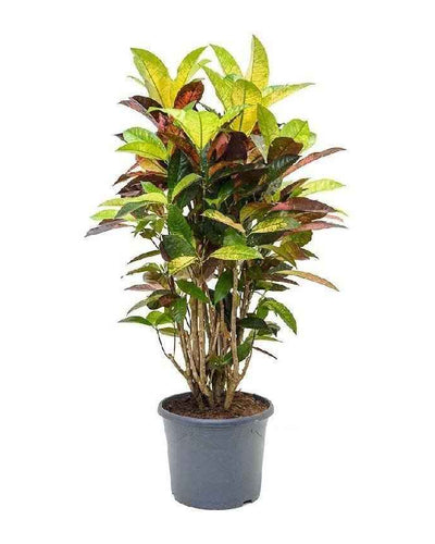 Croton ‘Mrs. Iceton’