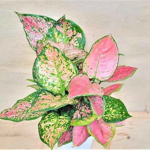 Aglaonema (Chinese Evergreen)