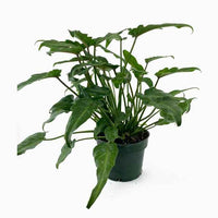 Philodendron Xanadu