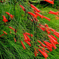 Firecracker Plant
