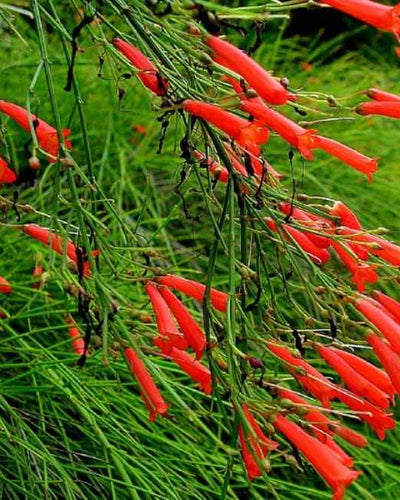 Firecracker Plant