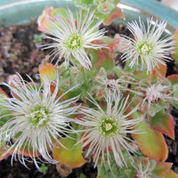 Ice Plant – Mesembryanthemum Crystallinum