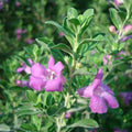 Texas Sage – Leucophyllum