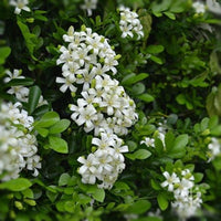 Orange Jessamine