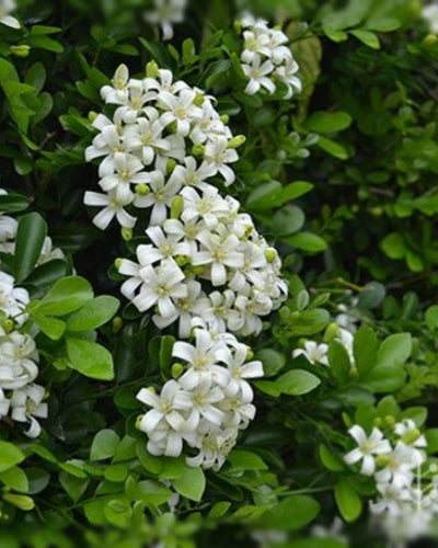 Orange Jessamine Murraya paniculata white fragrant flowers hedge Dubai UAE Souq Garden