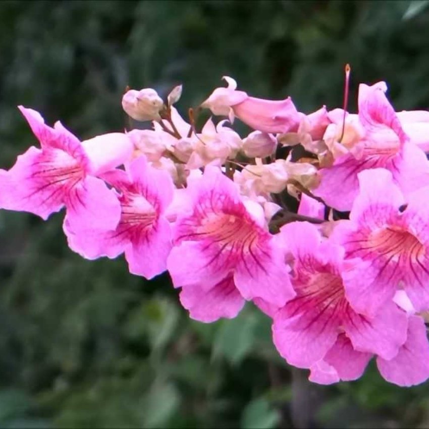 Pink Trumpet Vine