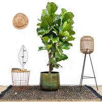 Ficus Lyrata Branched