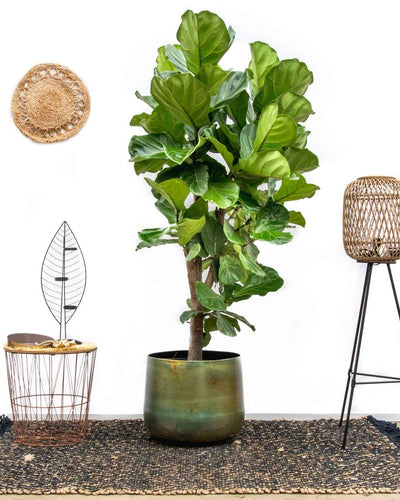 Ficus Lyrata Branched