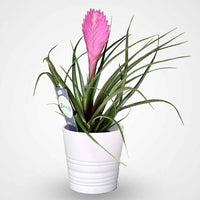Tillandsia Cyanea Pink Quill