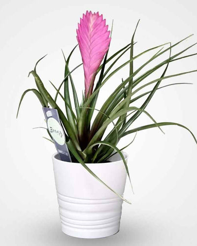 Tillandsia Cyanea – Pink Quill