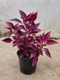 Iresine Plant – Souq Garden Dubai