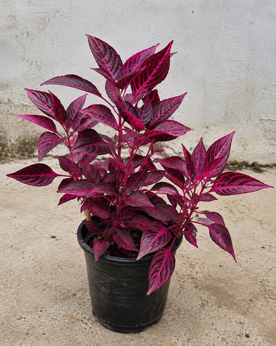 Iresine Plant – Souq Garden Dubai