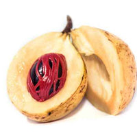 Nutmeg Tree